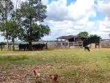 Fazenda 76 alqueires a venda em Alvorada do oeste Rondônia 